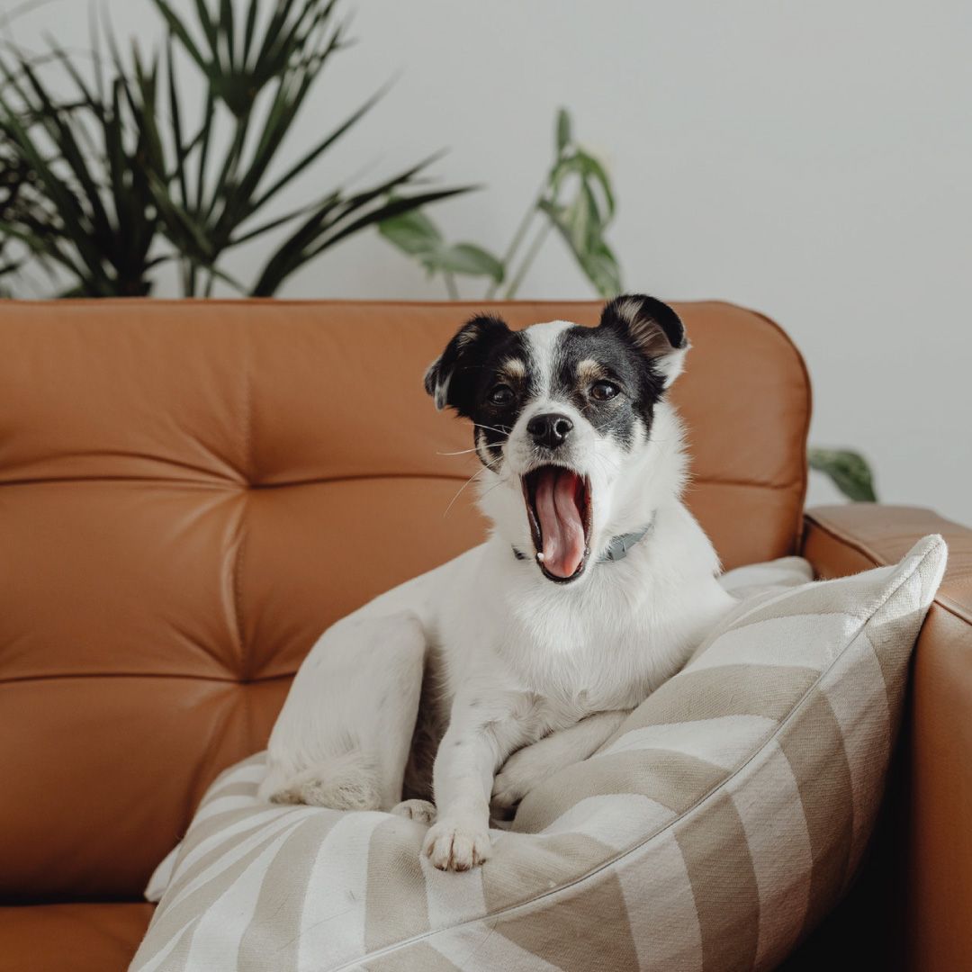 Claves para conseguir un sofá prueba de mascotas - CentroSofá